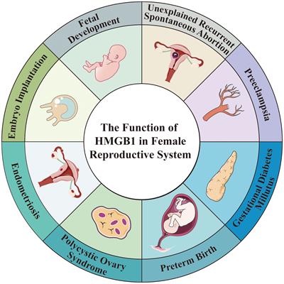 Frontiers | HMGB1: a double-edged sword and therapeutic target in 